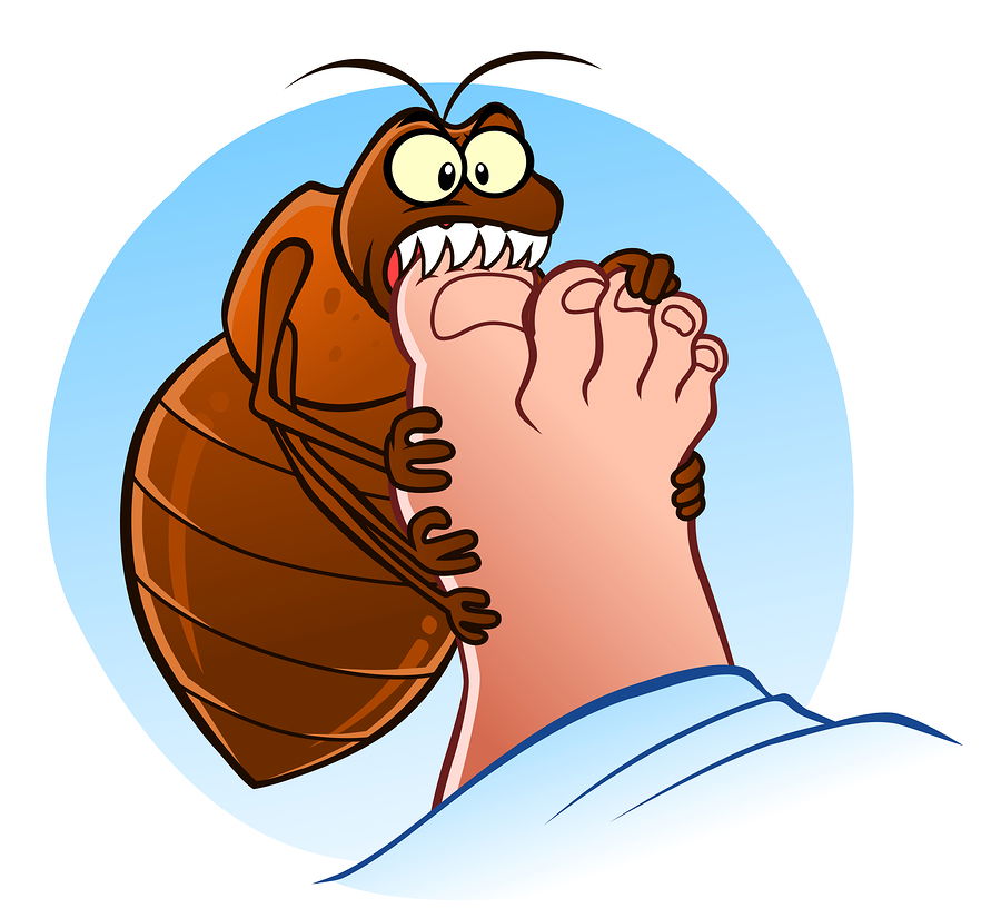 natural bed bug killer | bed bug bite remedy | bedbug traps natural bed bug killer | bed bug bite remedy | bedbug traps